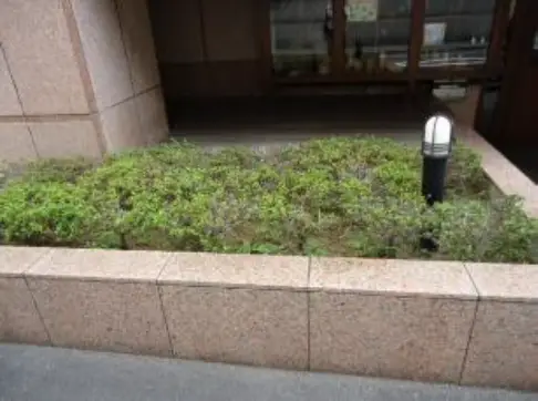 改善前のマンションエントランス花壇。地被植物のみの単調な植栽